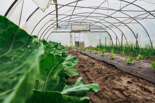 Greenhouse Demolition in Bozeman